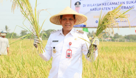 Pemkab Tangerang Gelar Panen Raya Padi Bersama Petani di Lahan Seluas 250 Hektare